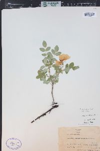 Rosa acicularis subsp. sayi image