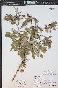 Rosa acicularis subsp. sayi image