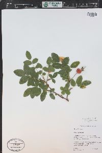 Rosa acicularis image