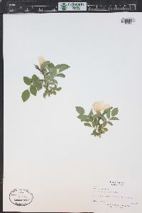 Rosa rubiginosa var. rubiginosa image