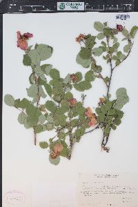 Rosa nutkana var. hispida image