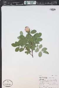 Rosa woodsii image