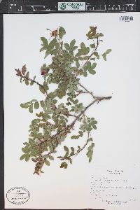 Rosa woodsii image