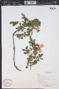 Rosa woodsii image