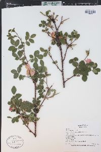 Rosa woodsii image