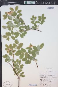 Rosa woodsii image