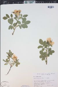 Rosa woodsii image