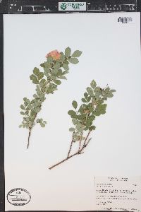 Rosa acicularis image