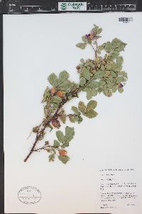 Rosa woodsii image