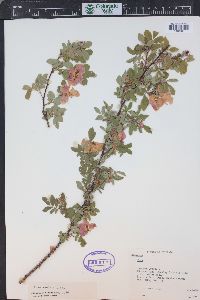 Rosa woodsii image