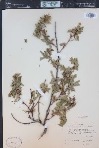 Rosa woodsii image