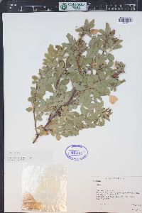 Rosa woodsii image