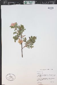 Rosa woodsii image