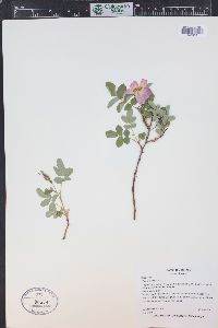 Rosa woodsii image