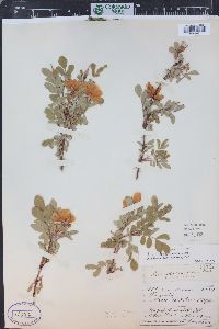 Rosa woodsii image