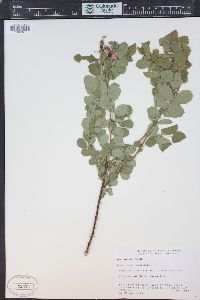 Rosa woodsii image