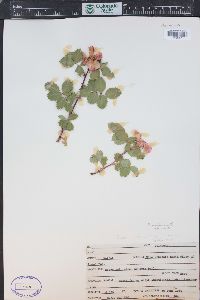 Rosa woodsii image