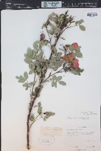 Rosa woodsii image