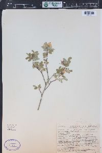 Rosa woodsii image