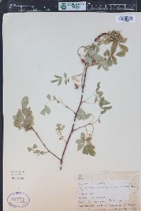 Rosa woodsii image