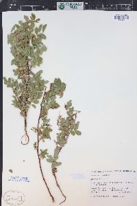 Rosa woodsii image