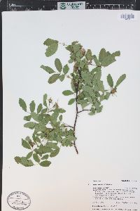 Rosa woodsii image