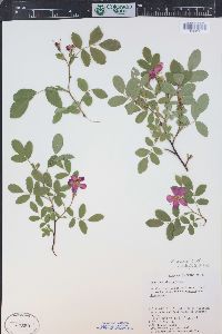 Rosa woodsii image