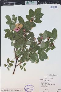 Rosa woodsii image