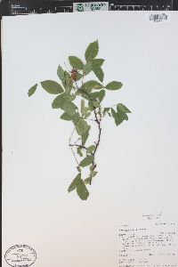 Rosa woodsii image