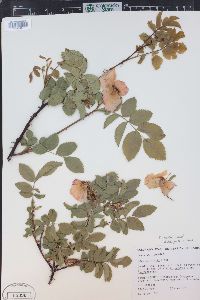 Rosa woodsii image