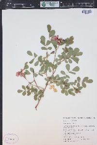 Rosa woodsii image