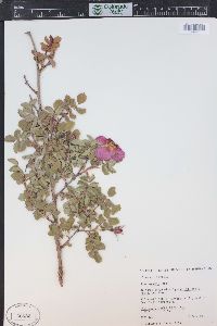 Rosa woodsii image