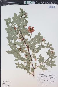 Rosa woodsii image