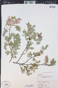 Rosa woodsii image