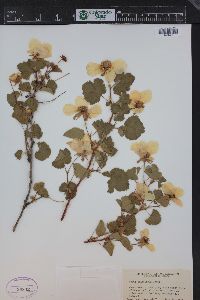 Rubus deliciosus image