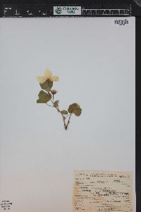 Rubus deliciosus image