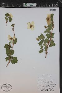 Rubus deliciosus image