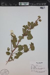 Rubus deliciosus image