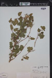 Rubus deliciosus image