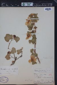 Rubus deliciosus image