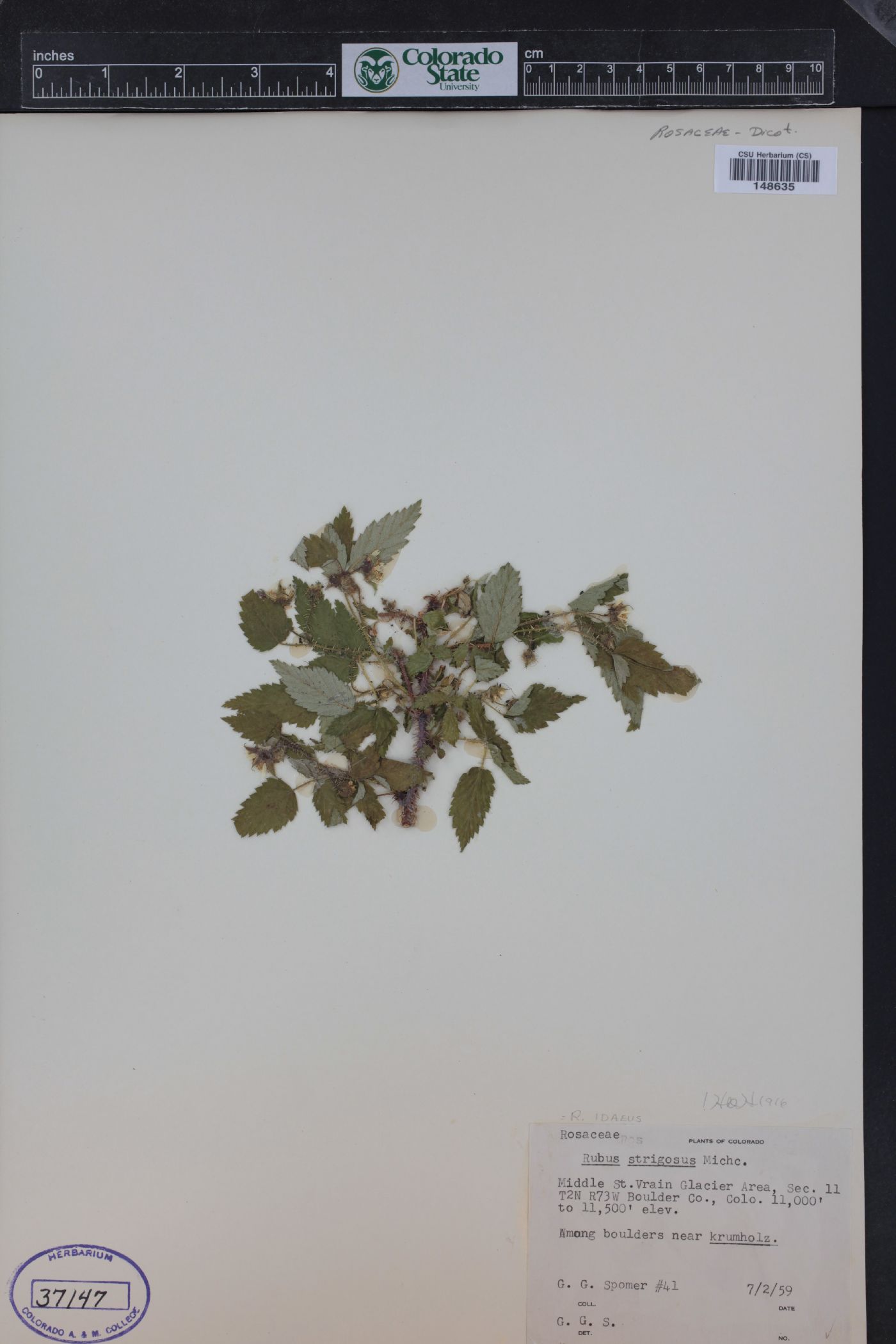 Rubus idaeus subsp. melanolasius image