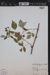 Rubus idaeus subsp. melanolasius image