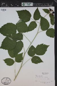 Rubus occidentalis image