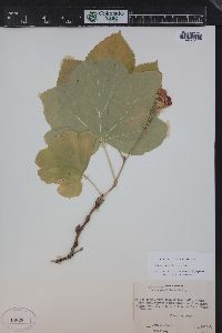 Rubus parviflorus image