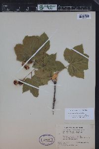 Rubus parviflorus image