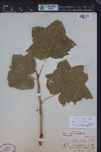 Rubus parviflorus image