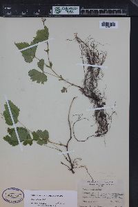 Rubus pubescens image