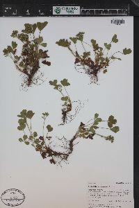 Sibbaldia procumbens image