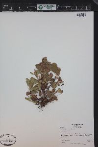 Sibbaldia procumbens image