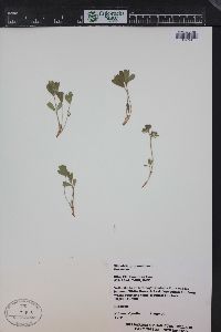 Sibbaldia procumbens image